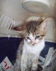 11.09.2012 haber 1 resim