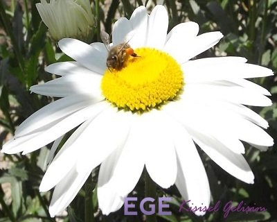 Bahar Yorgunluğunun Belirtileri